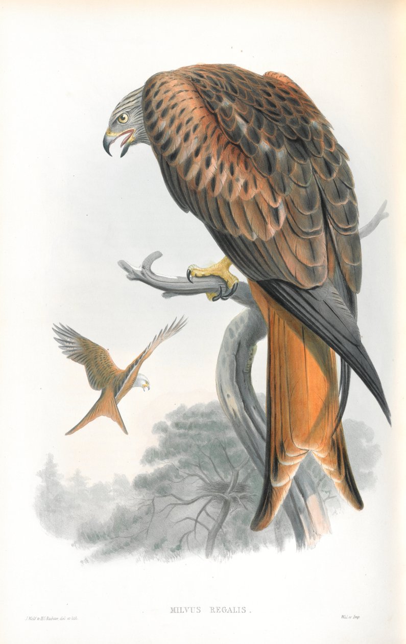 Ilustração de Milvus Regalis (Kite; Glead) de John Gould