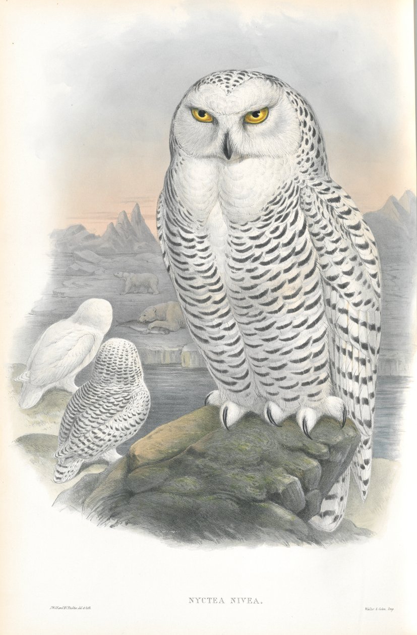 Ilustração de Nyctea Nivea (coruja-das-neves) de John Gould