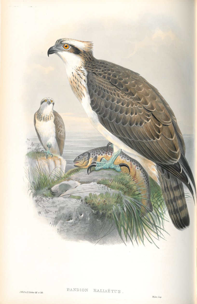 Ilustração de Pandion Hallaetus (Osprey) de John Gould