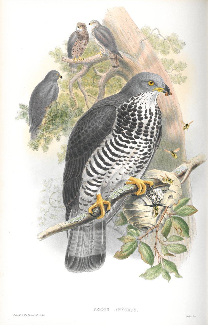 Ilustração de Pernis Apivorus (abutre-mel) de John Gould
