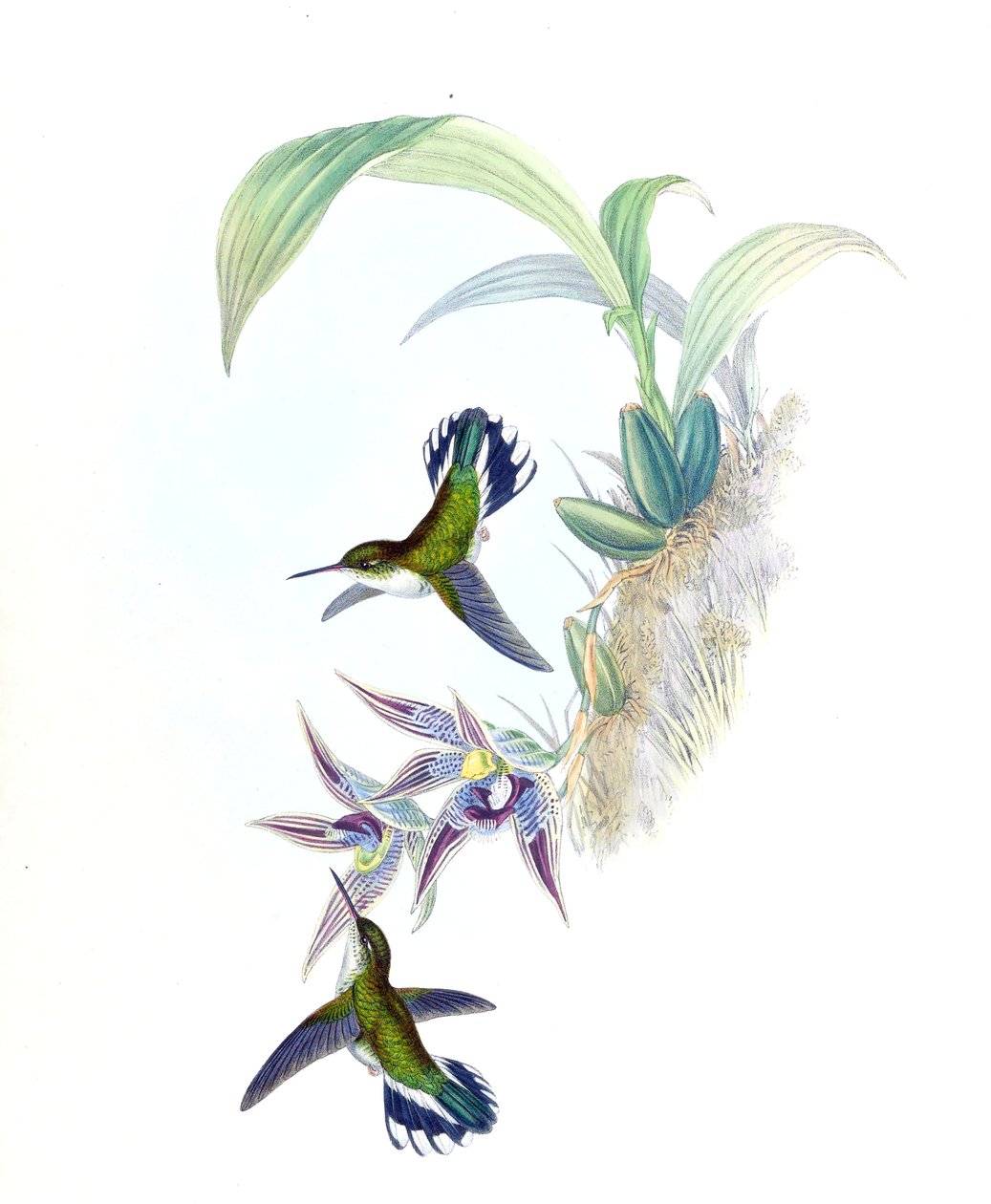 Ilustração de Phlogophilus hemileucurus em Paphinia cristata (orquídea) de John Gould