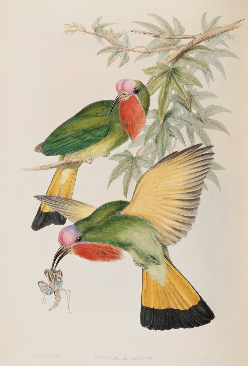 Martim-pescador (Nyctiornis amictus) de Aves da Ásia de John Gould