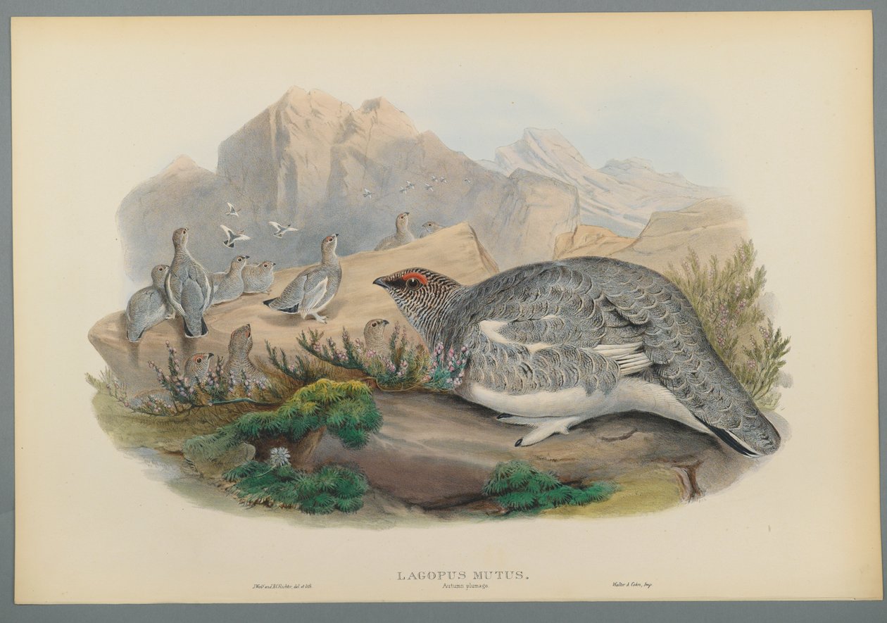 Lagopus Mutus, plumagem de outono: Ptarmigan comum (litho cor em papel de wove) de John Gould