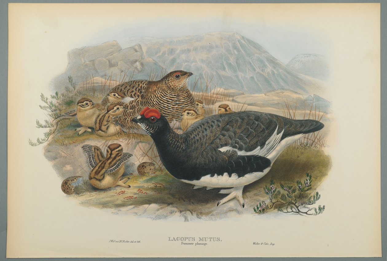 Lagopus Mutus, plumagem de verão: Ptarmigan comum (cor litho em papel de wove) de John Gould
