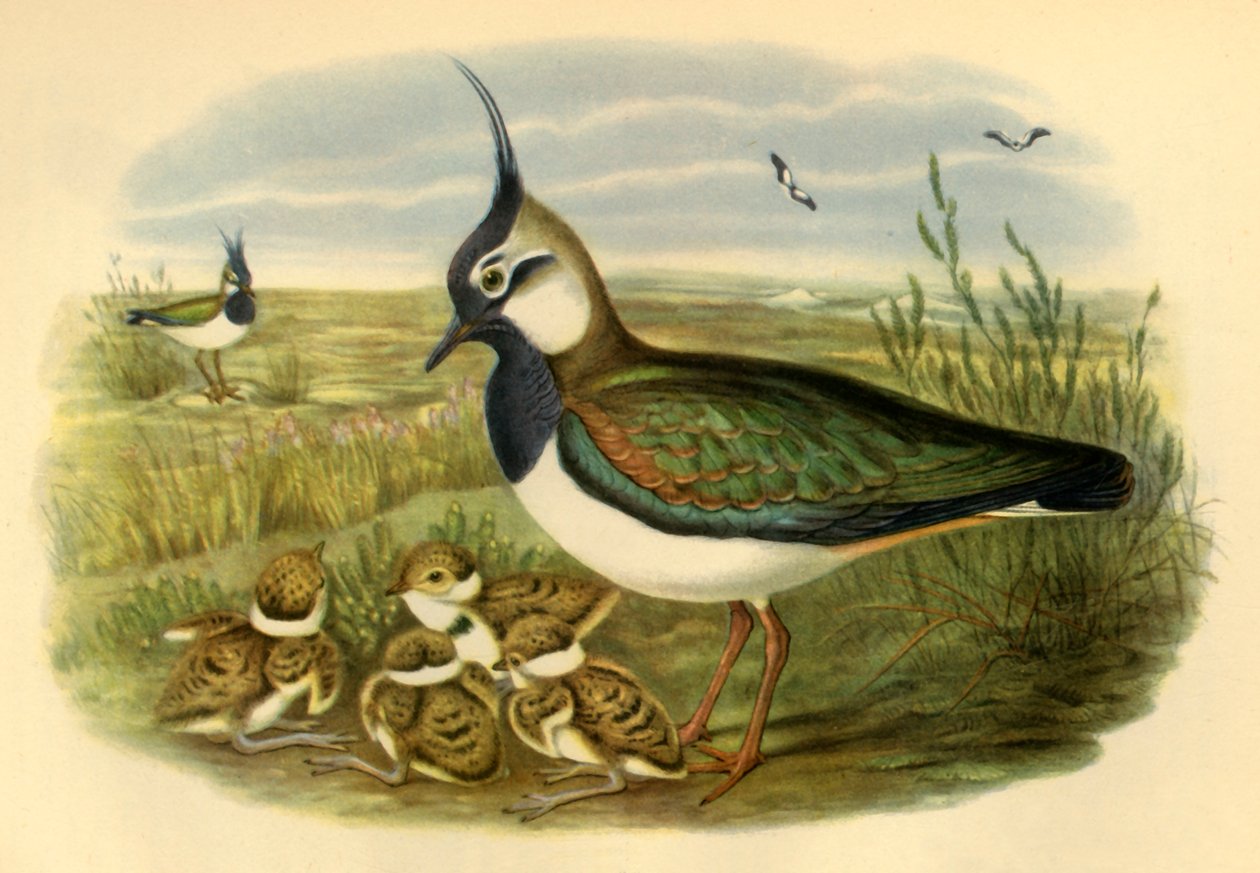 "Lapwing and Young", 1865, 1942. de John Gould