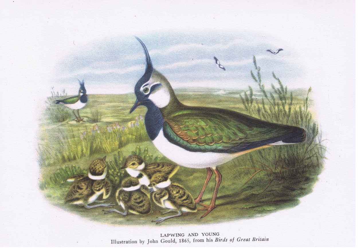 Abibe e jovem, Nature in Britain publicado por Collins, 1946 de John Gould