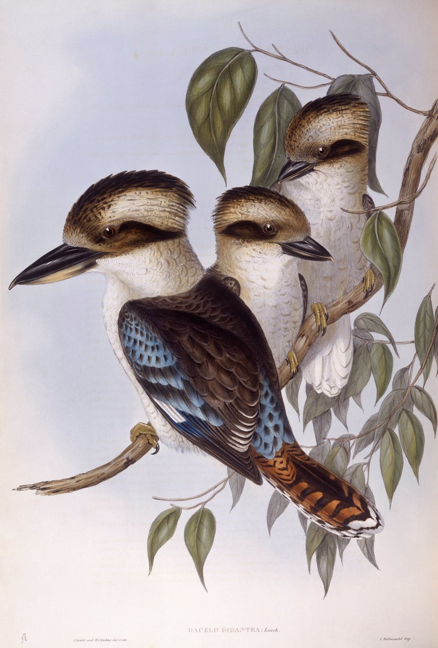Kookaburra risonha (Dacelo novaeguineae), Gravura de John Gould de John Gould