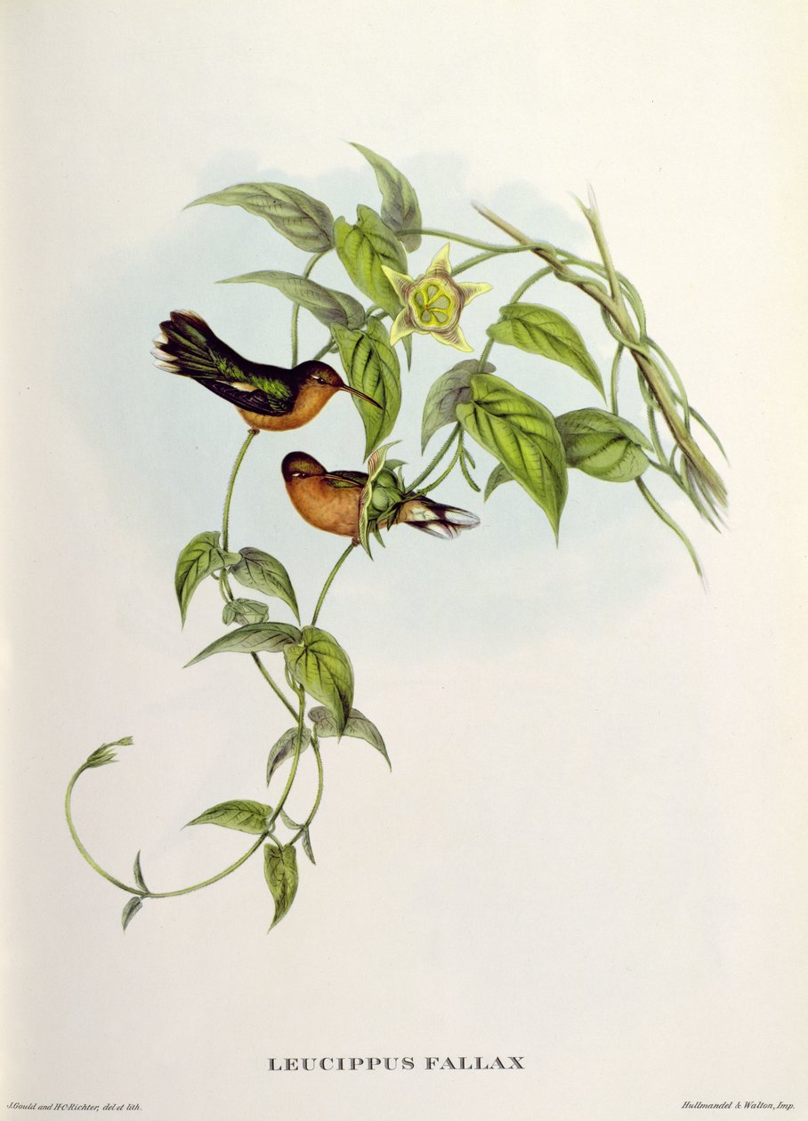 Leucippus Fallax de John Gould