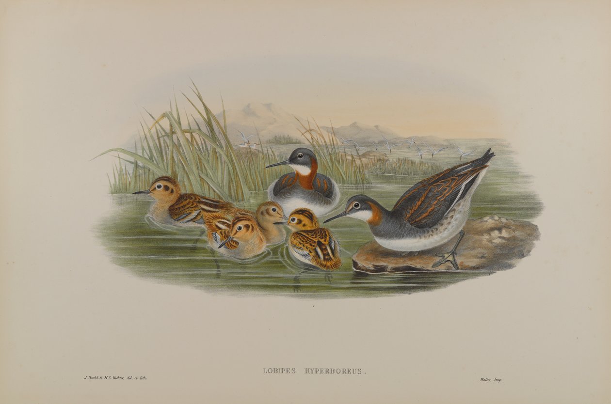Lobipes Hyperboreus - Falaropo de pescoço encarnado de John Gould