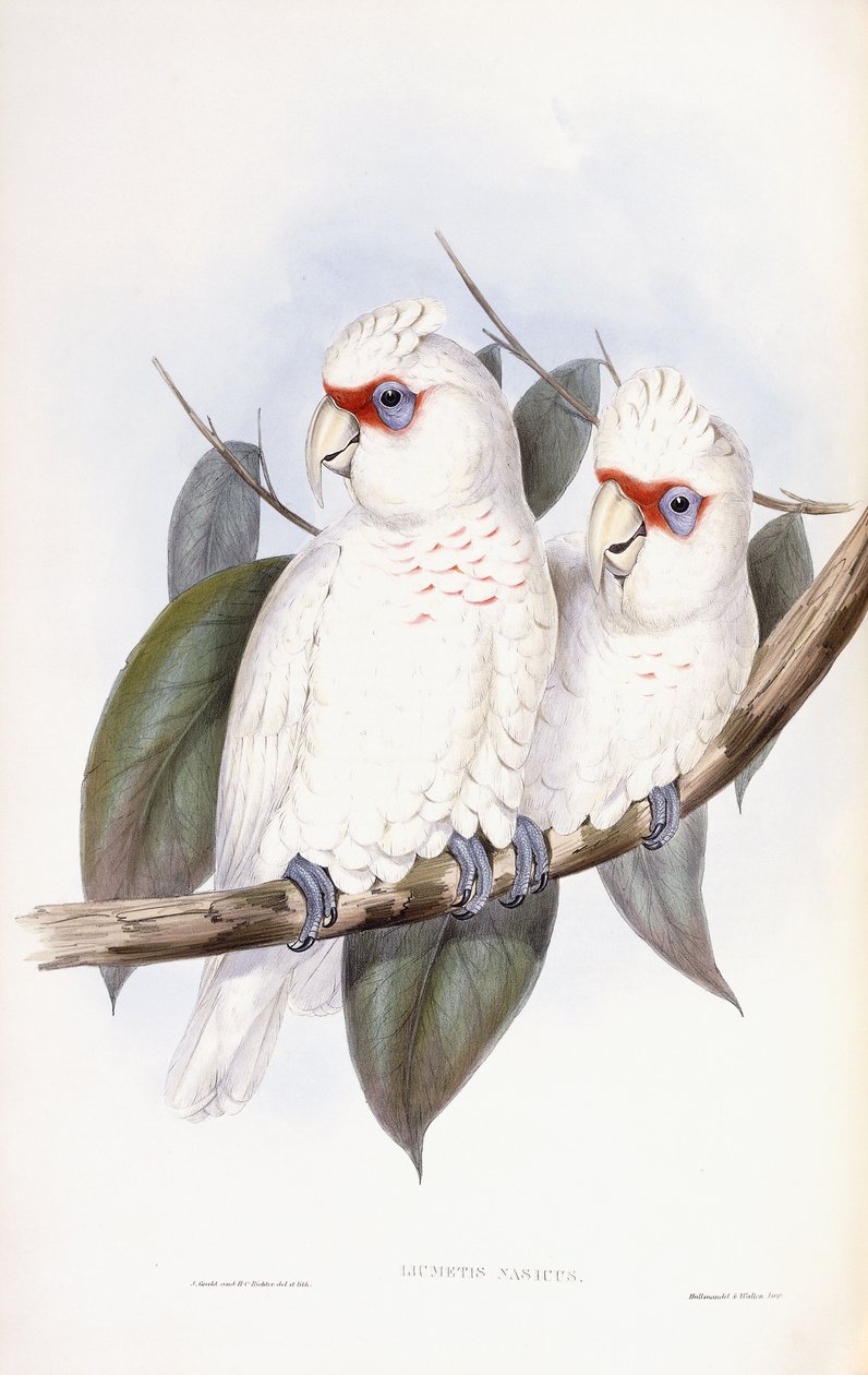 Cacatua-de-bico-longo de John Gould