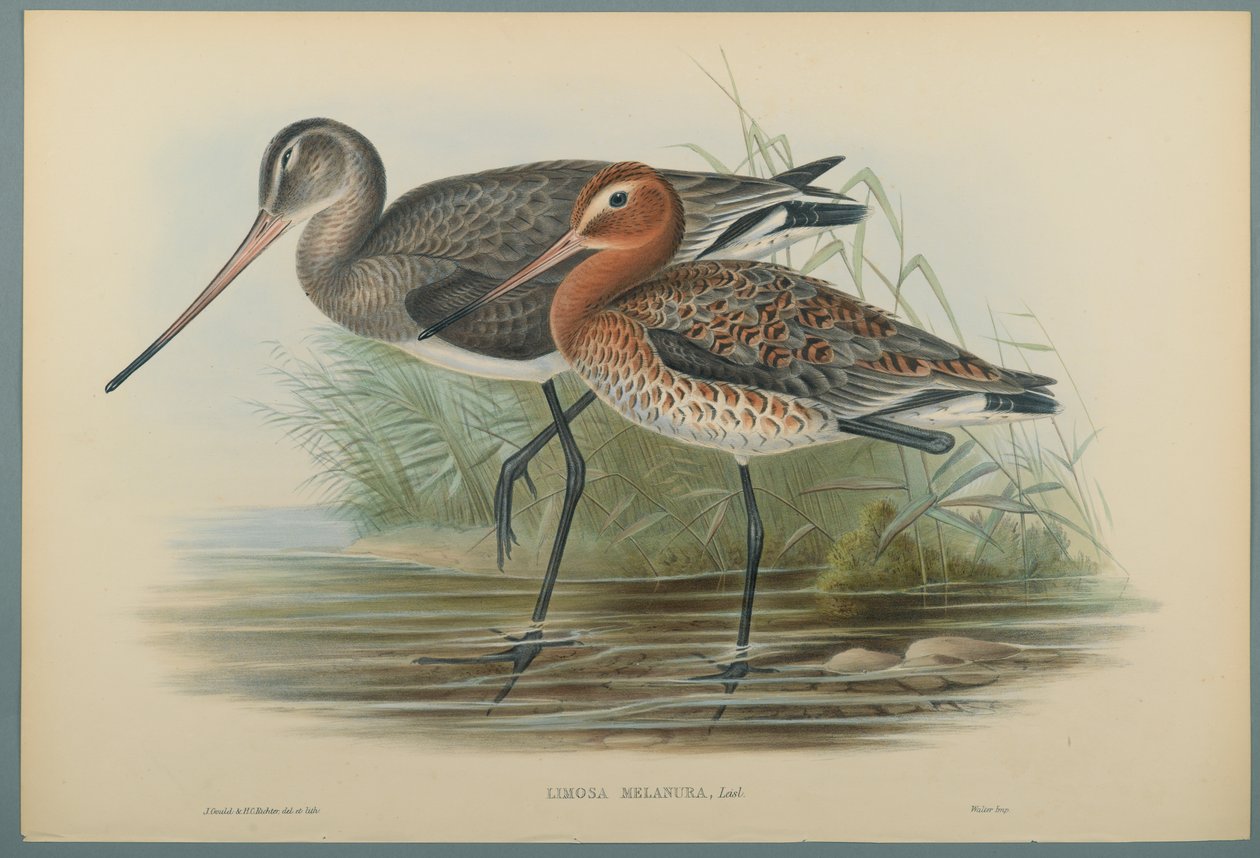 Lurinosa Melanura (cor litho em papel de capa) de John Gould