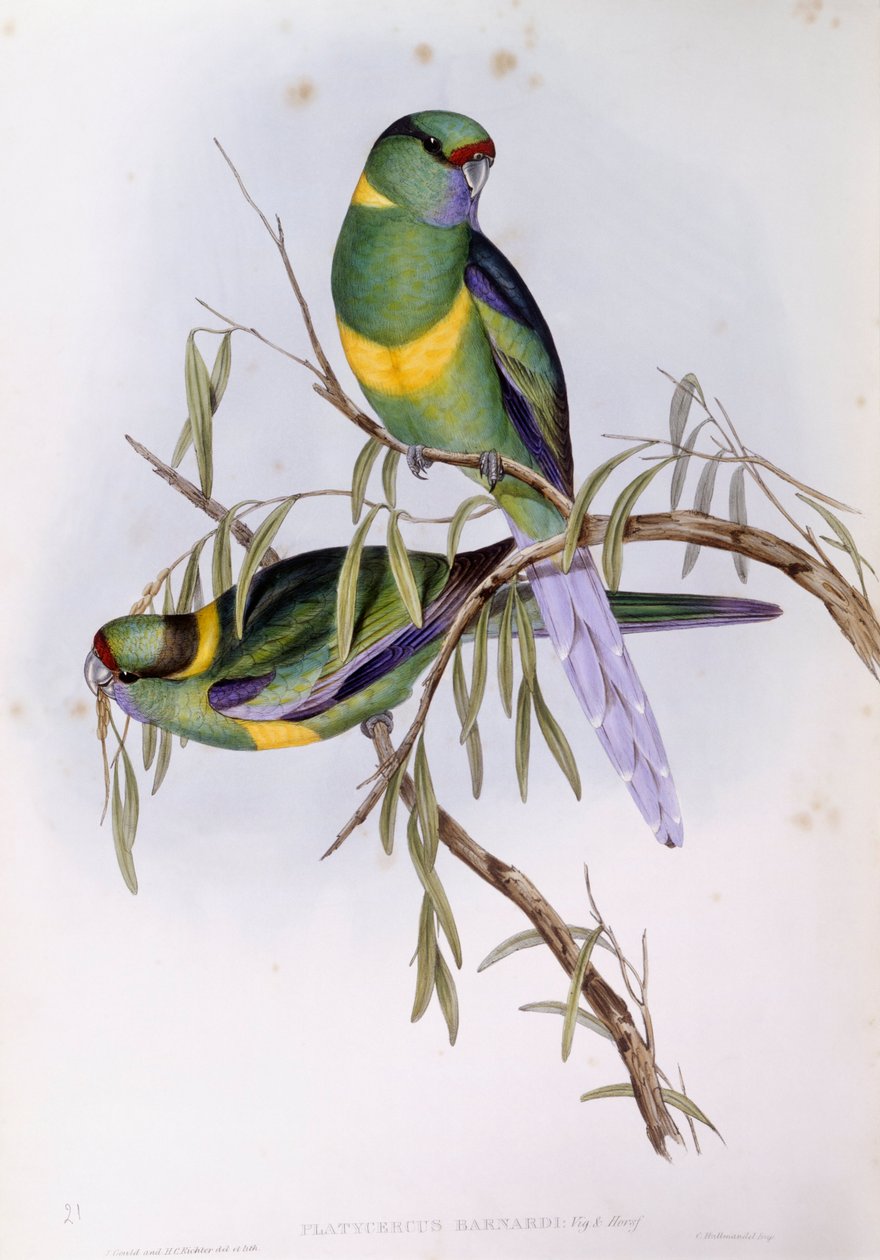 Mallee ringneck (Platycercus ou Barnardius barnardius), Gravura de John Gould de John Gould