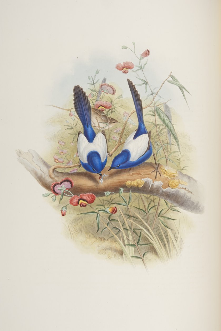 Malurus leuconotus, de "Os Pássaros da Austrália", de John Gould, 1840 de John Gould