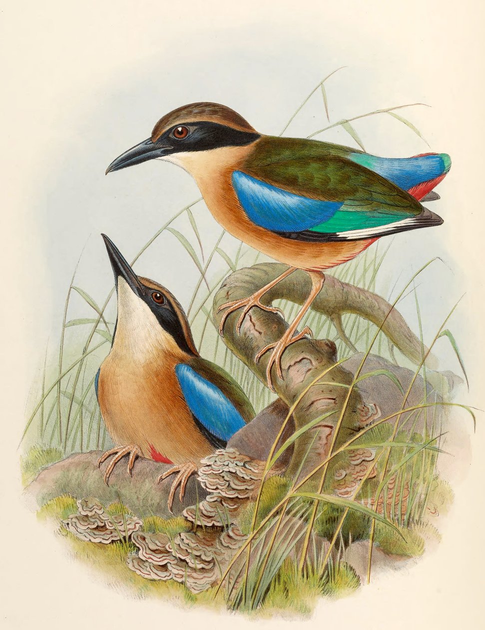 Pitta de mangue (Pitta-de-asa-azul) Pitta megarhyncha Schlegel de John Gould