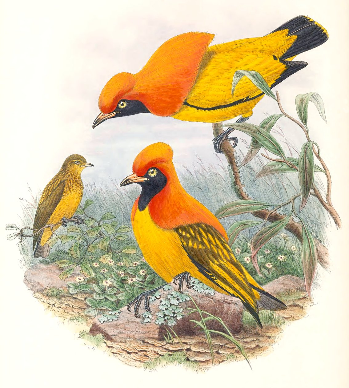 Pássaro-rabo-de-burro mascarado de John Gould
