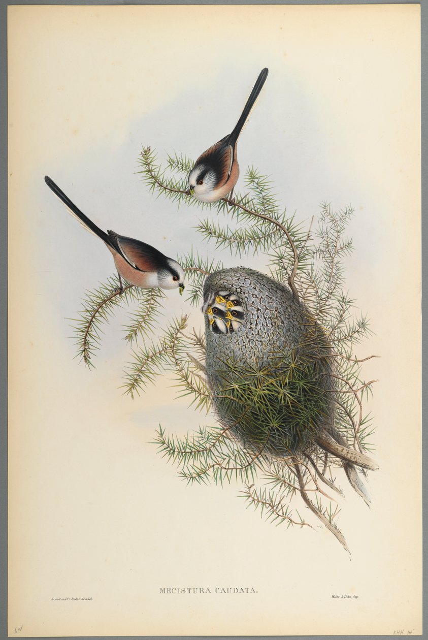 Mecistura Caudata - Peito-de-cauda-comprida (cor lito em papel de palha) de John Gould
