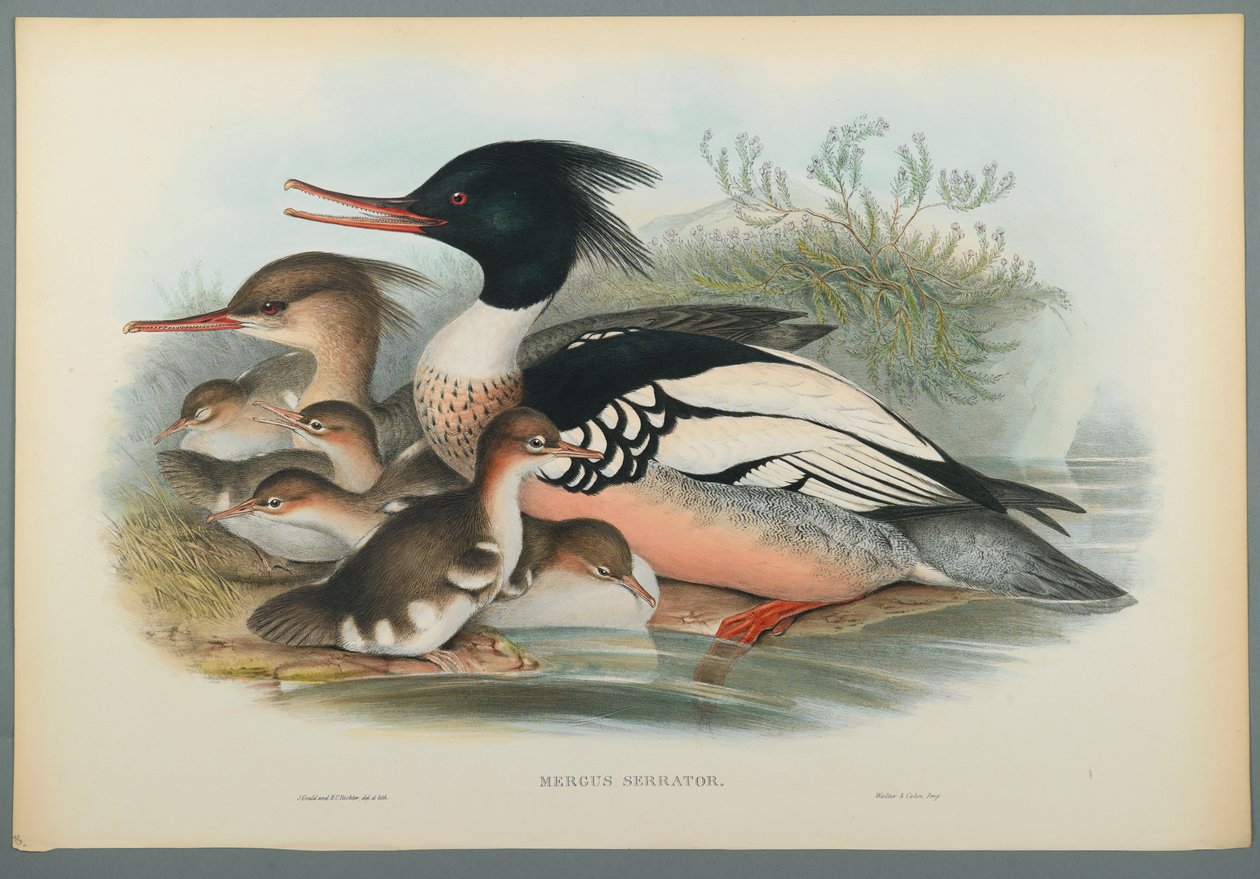 Mergus Serrator: Merganser (cor litho em papel de capa) de John Gould