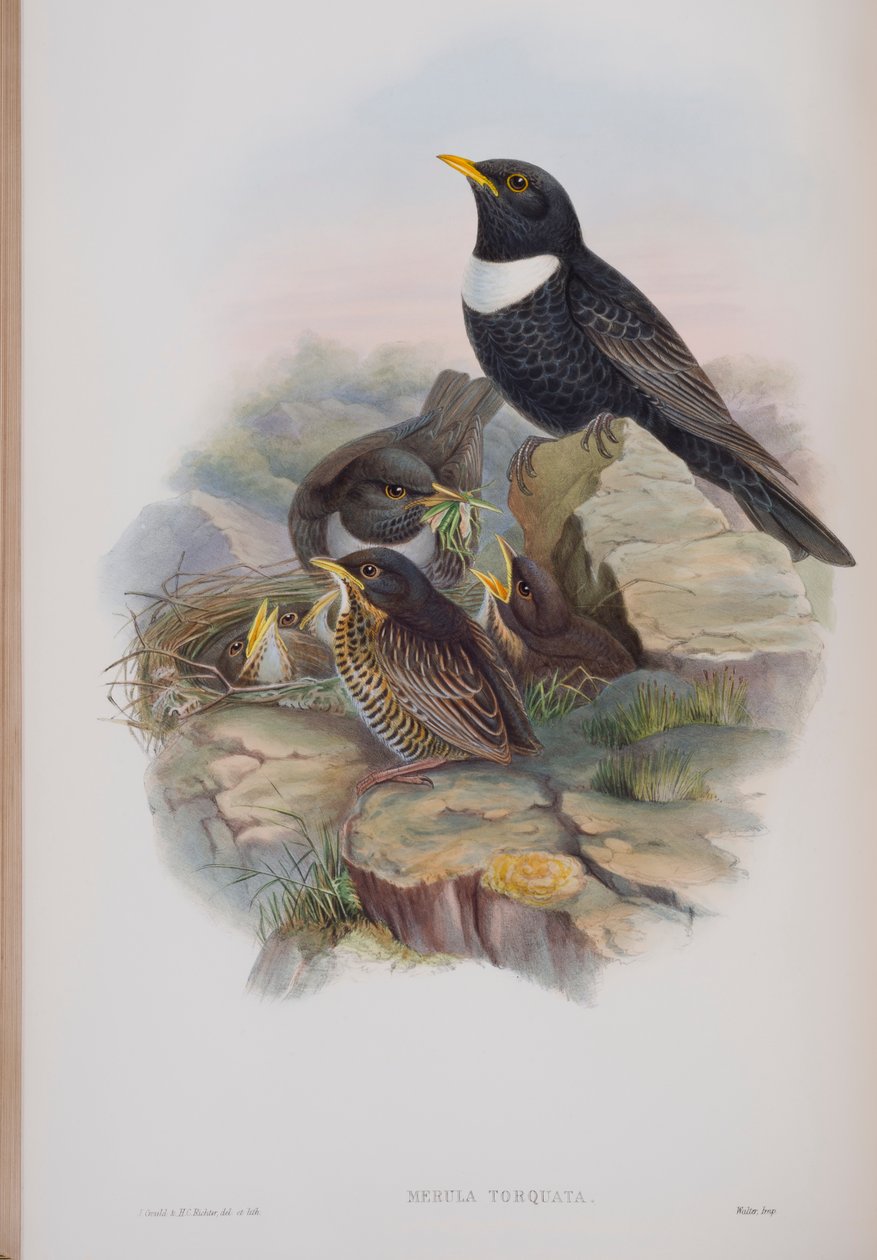 Merula Torquata, prato de The Birds of Great Britain, de John Gould, publicado em 1862-73 (litografia colorida à mão) de John Gould