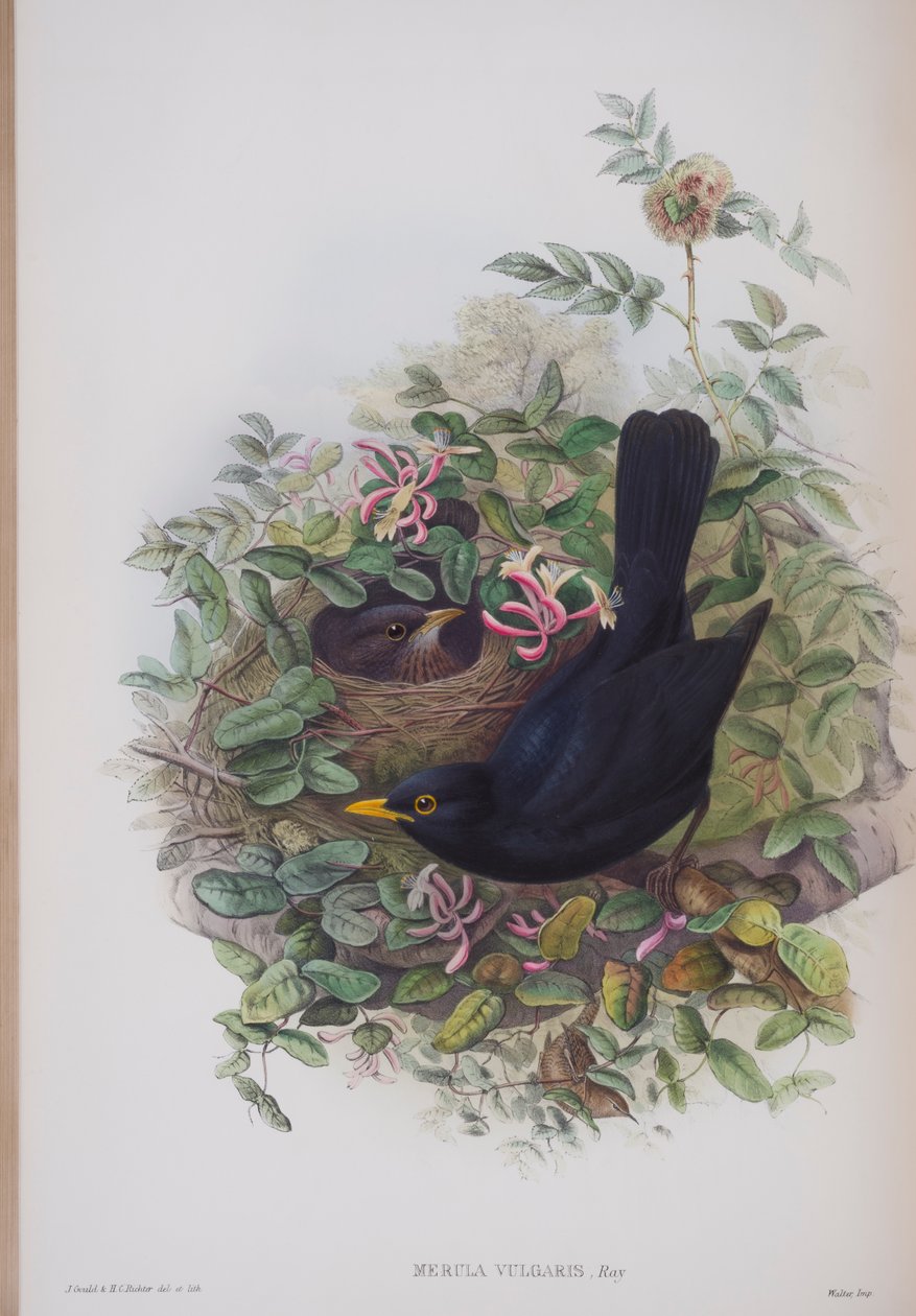 Merula Vulgaris, prato de The Birds of Great Britain, de John Gould, publicado em 1862-73 (litografia colorida à mão) de John Gould