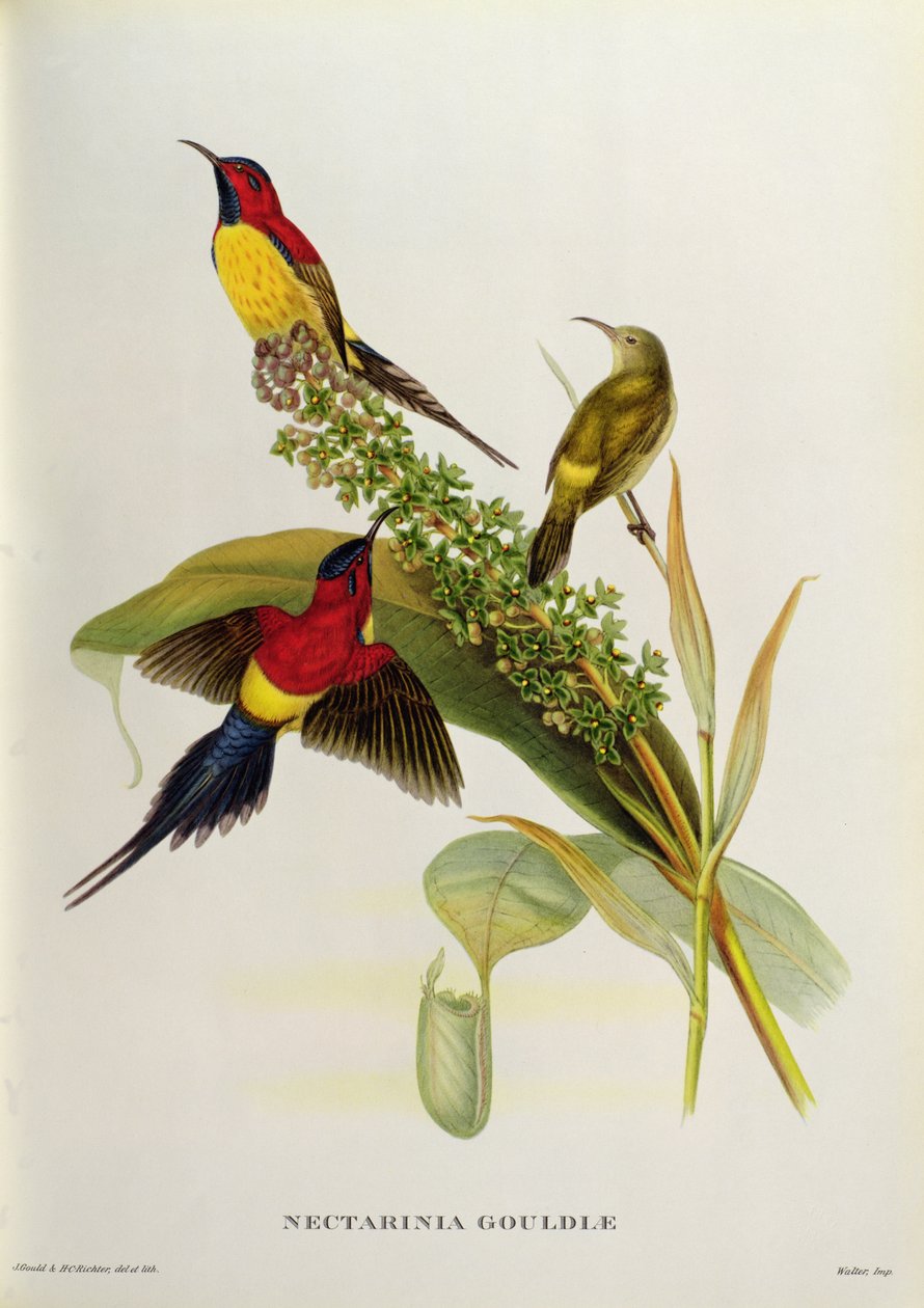 Nectarinia Gouldae de &39;pássaros tropicais&39;, do século XIX de John Gould