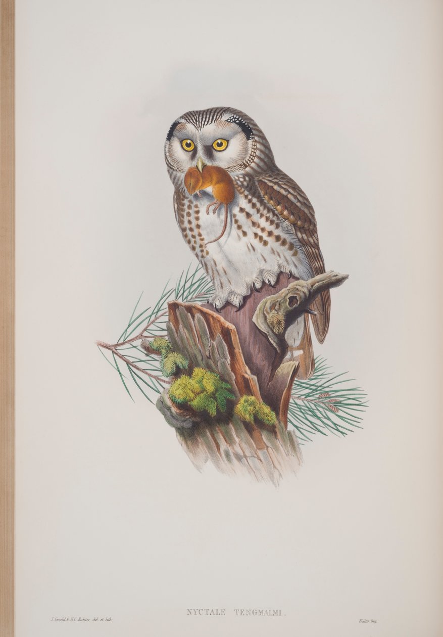 Nyctale Tengmalmi, prato de The Birds of Great Britain, de John Gould, publicado em 1862-73 (litografia colorida à mão) de John Gould