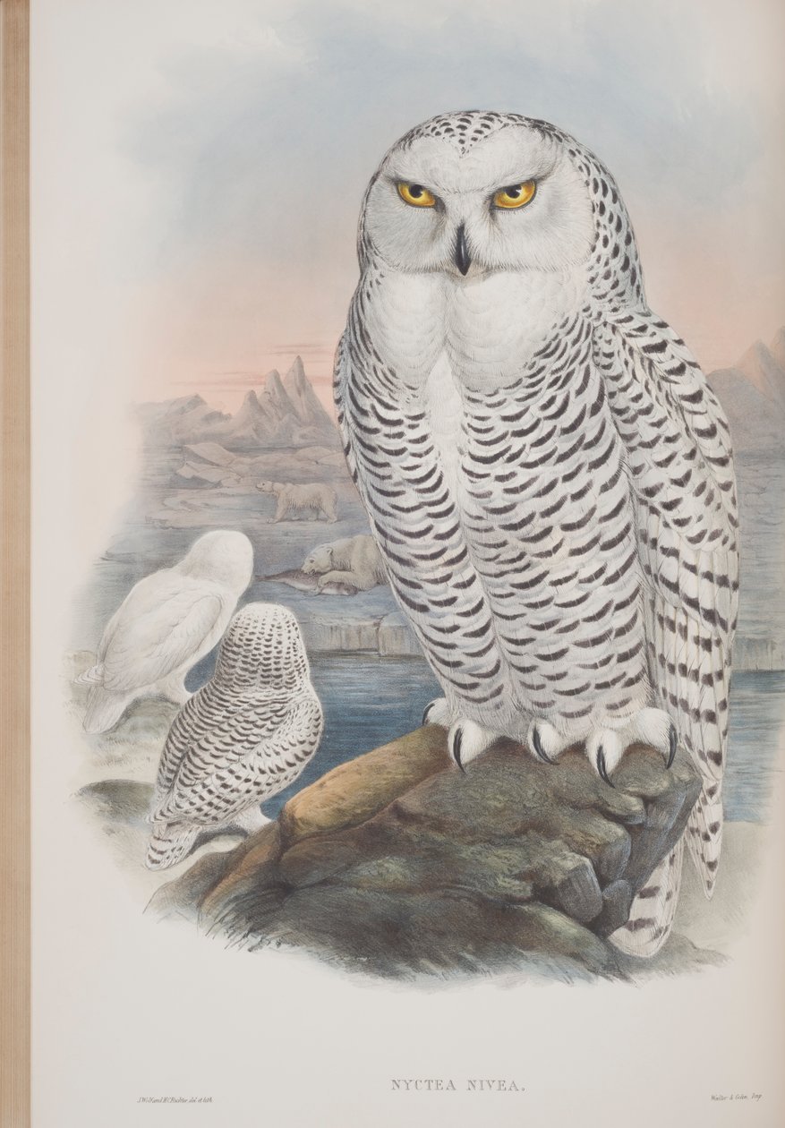 Nyctea Nivea, prato de The Birds of Great Britain, de John Gould, publicado em 1862-73 (litografia colorida à mão) de John Gould