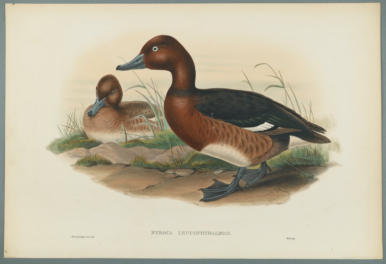 Nyroca Leucophtalmos: Olhos Brancos, ou Pato Ferruginoso (cor litho em papel wove) de John Gould