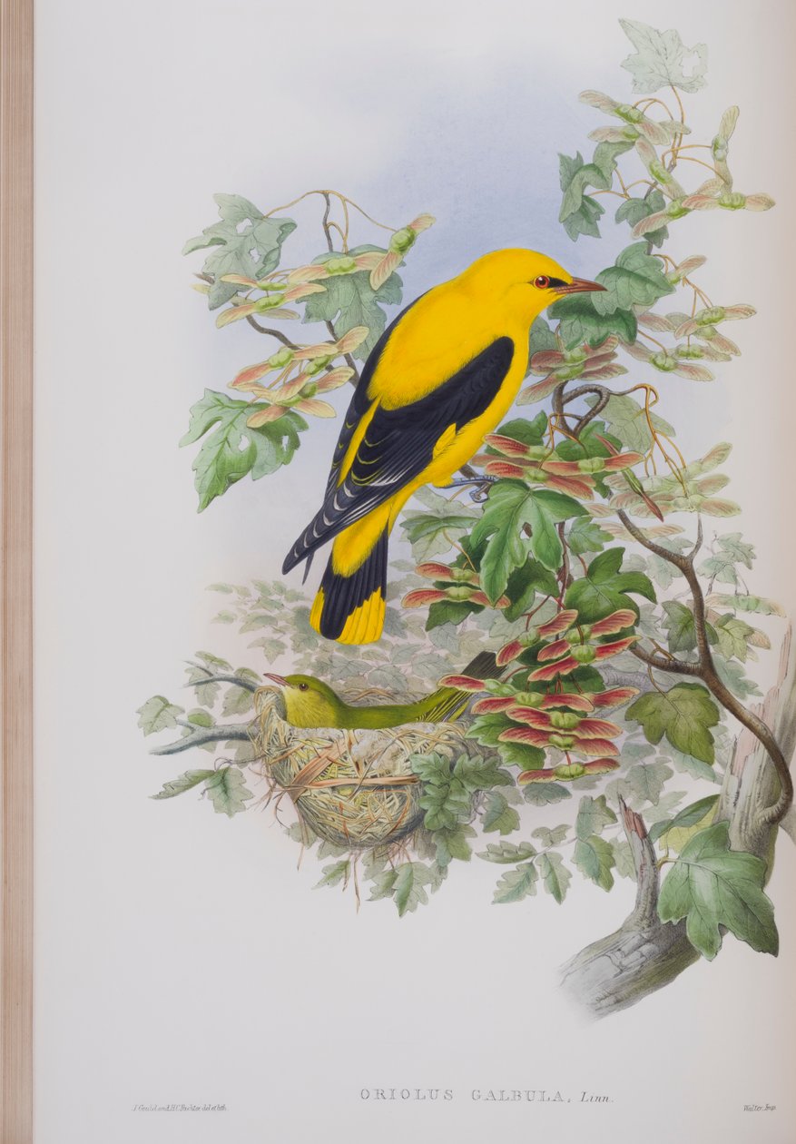 Oriolus Galbula, prato de The Birds of Great Britain, de John Gould, publicado em 1862-73 (litho colorido à mão) de John Gould