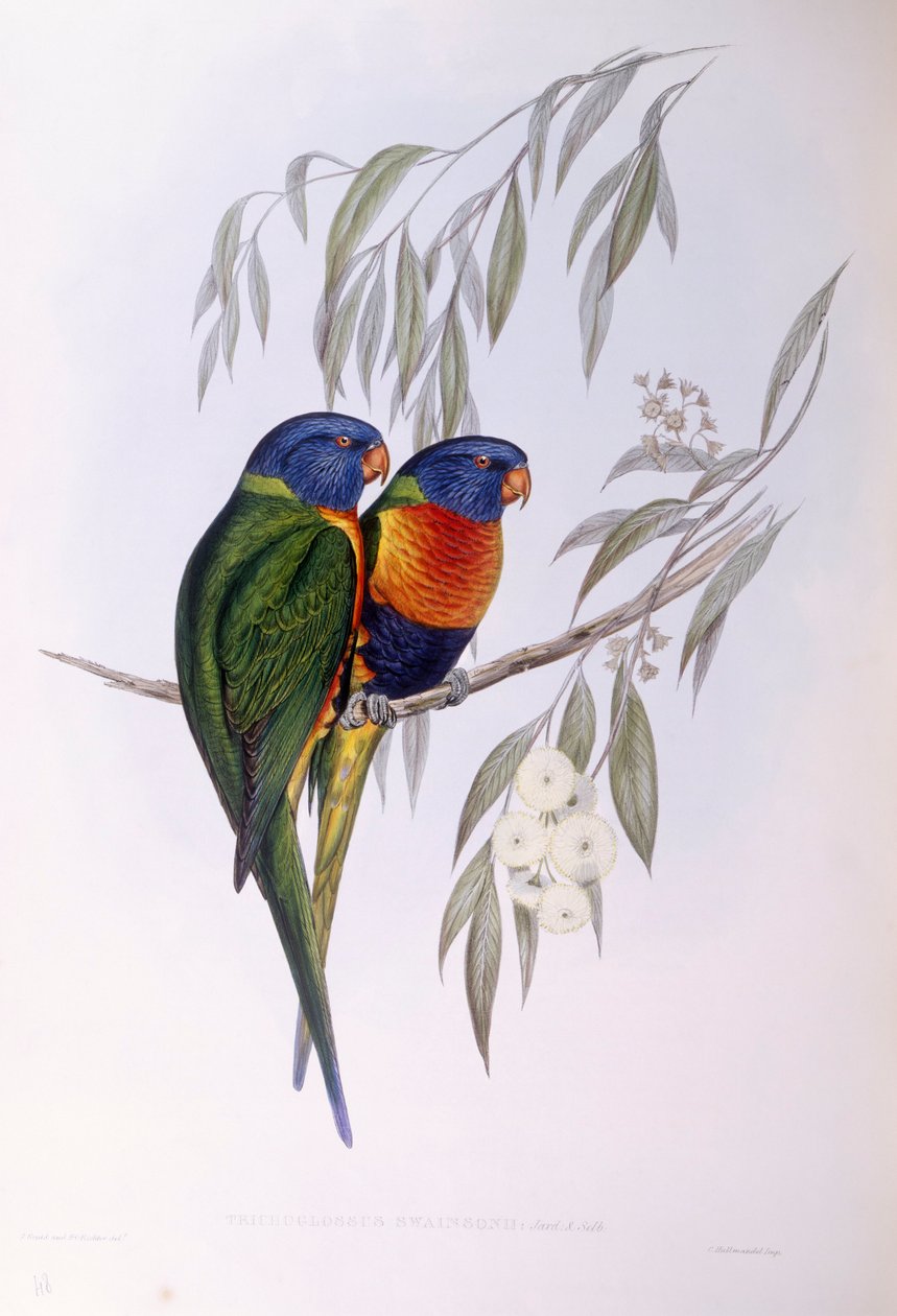 Ornate lorikeet (Trichoglossus ornatus), Engraving by John Gould de John Gould
