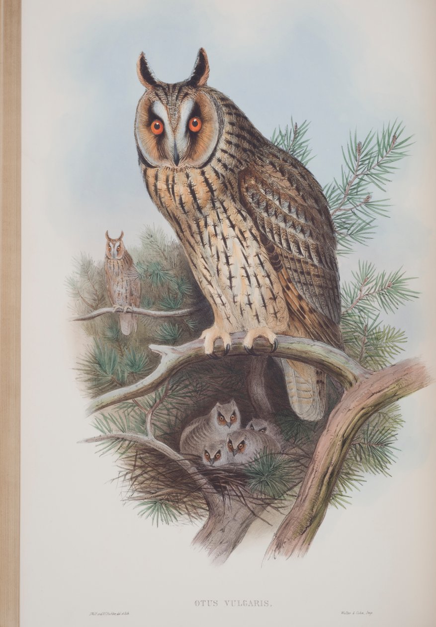 Otus Vulgaris, prato de The Birds of Great Britain, de John Gould, publicado em 1862-73 (litografia colorida à mão) de John Gould