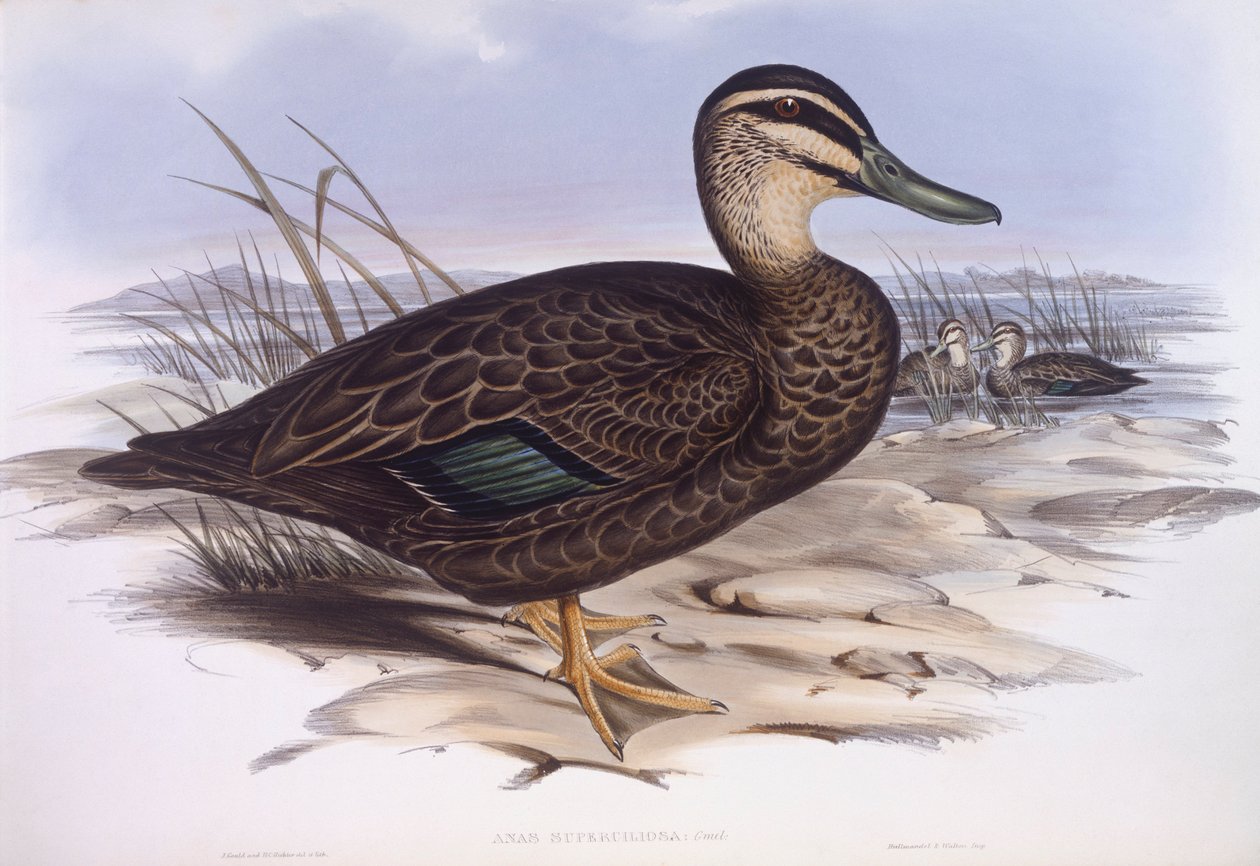 Pato preto do Pacífico (Anas superciliosa), Gravura de John Gould de John Gould