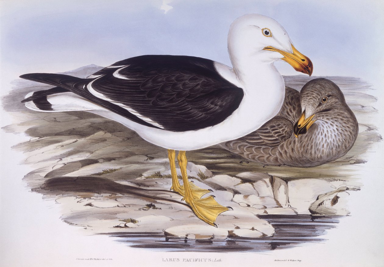 Gaivota do Pacífico (Larus pacificus), Gravura de John Gould de John Gould
