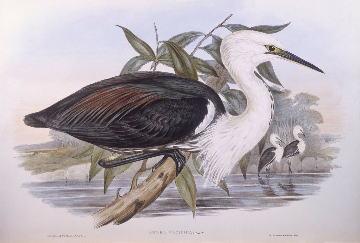 Garça do Pacífico (Ardea pacifica), Gravura de John Gould de John Gould