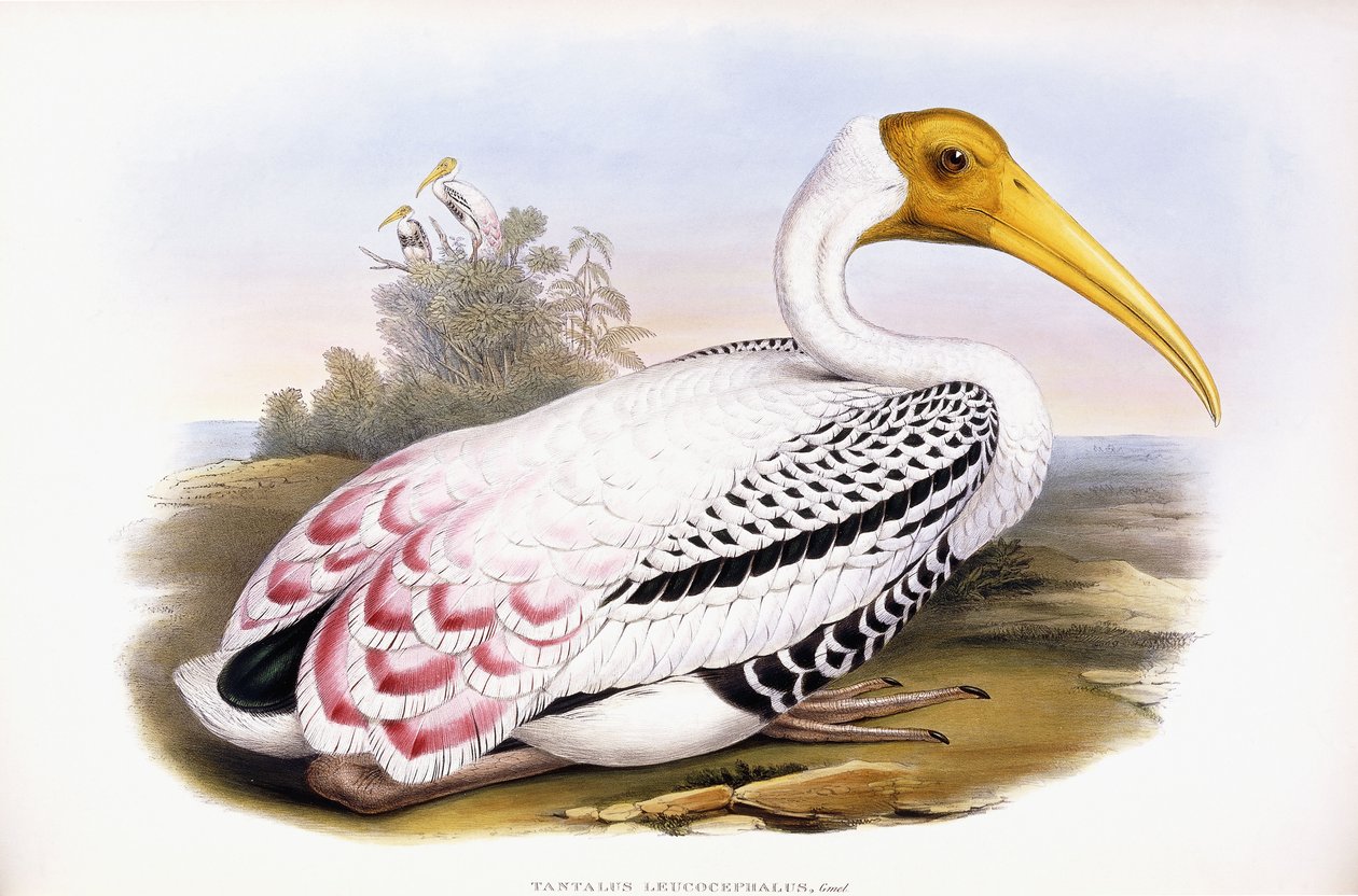 Cegonha pintada de John Gould