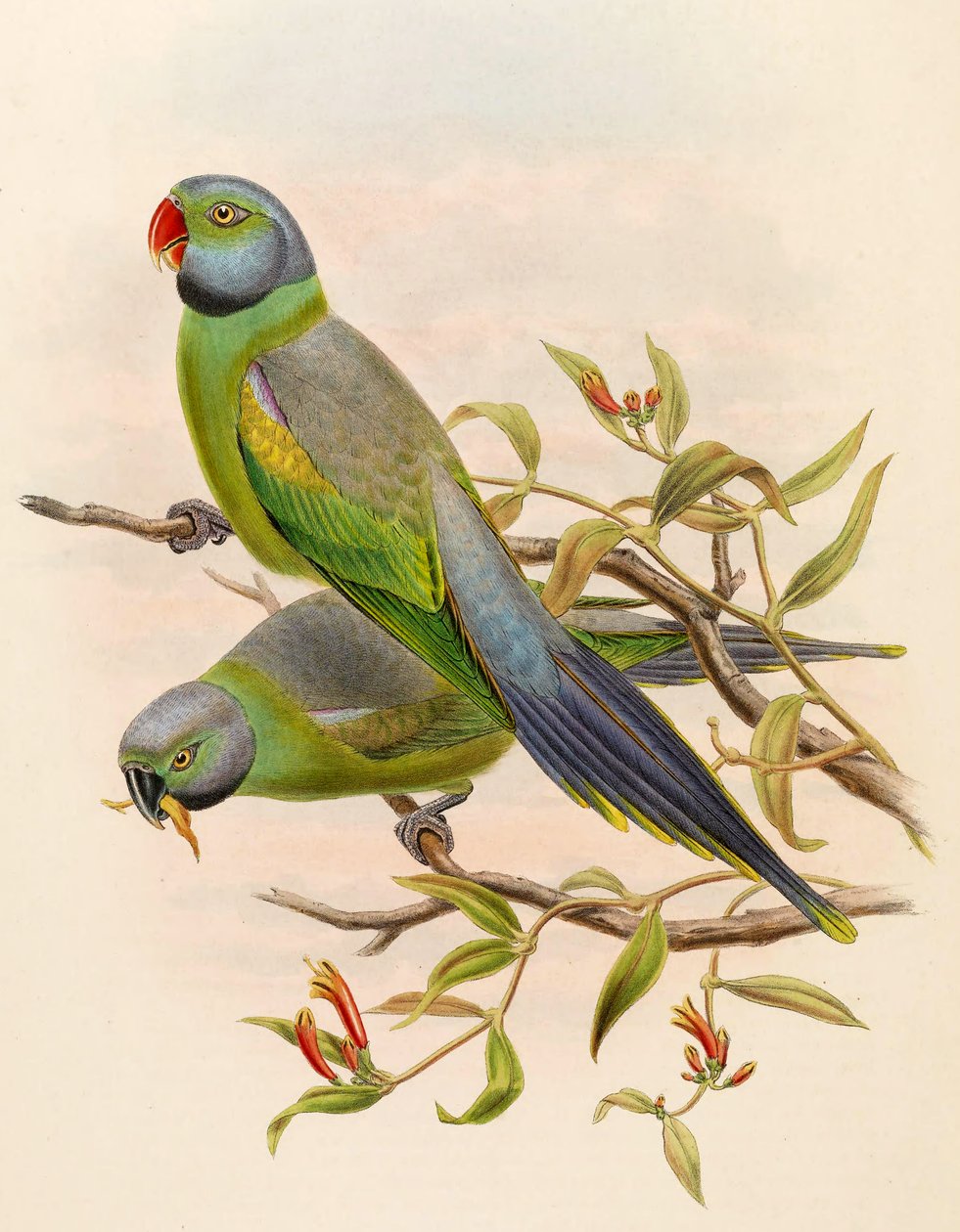 Paleornis calthropae = Psittacula calthropae de John Gould