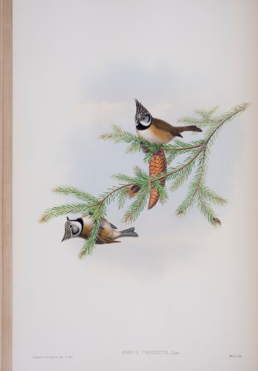 Parus Cristatus, prato de The Birds of Great Britain, de John Gould, publicado em 1862-73 (litografia colorida à mão) de John Gould