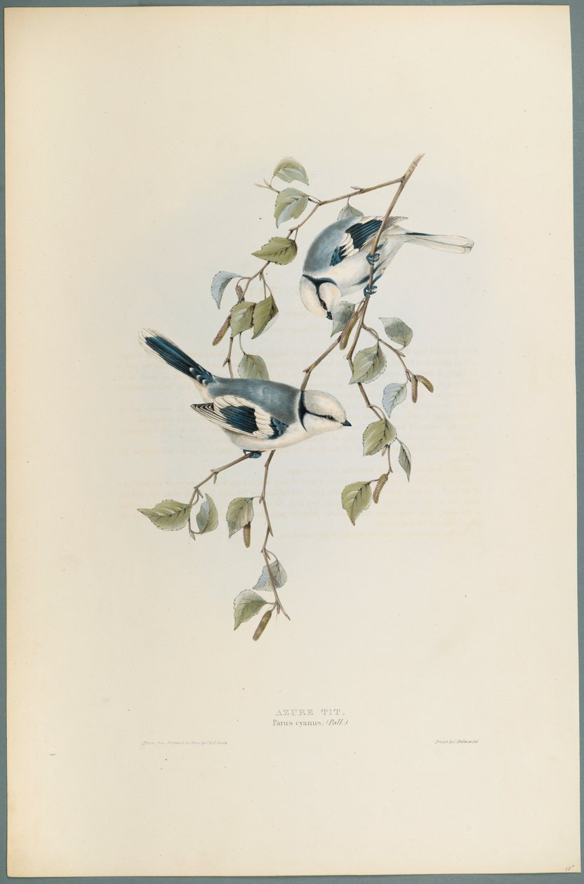 Parus Cyanus: Azure Tit (litografia colorida em papel de parede) de John Gould