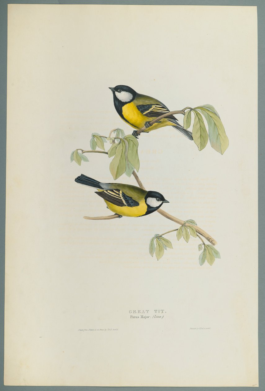 Parus Major: Great Tit (cor litho em papel de capa) de John Gould