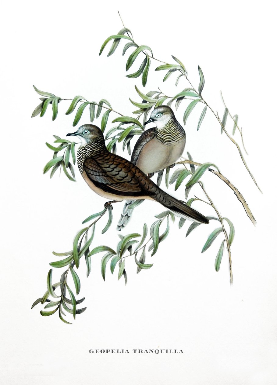 Pomba pacífica, aves da Austrália, gravura do livro de John Gould (1804-1881) "Tropical Birds" de John Gould