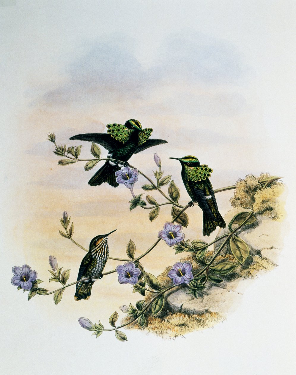 Peacock Coquette (Lophornis pavoninus), gravura de Monograph of Trochilidae ou Humming Birds (1849-1861), de John Gould (1804-1881), Reino Unido de John Gould