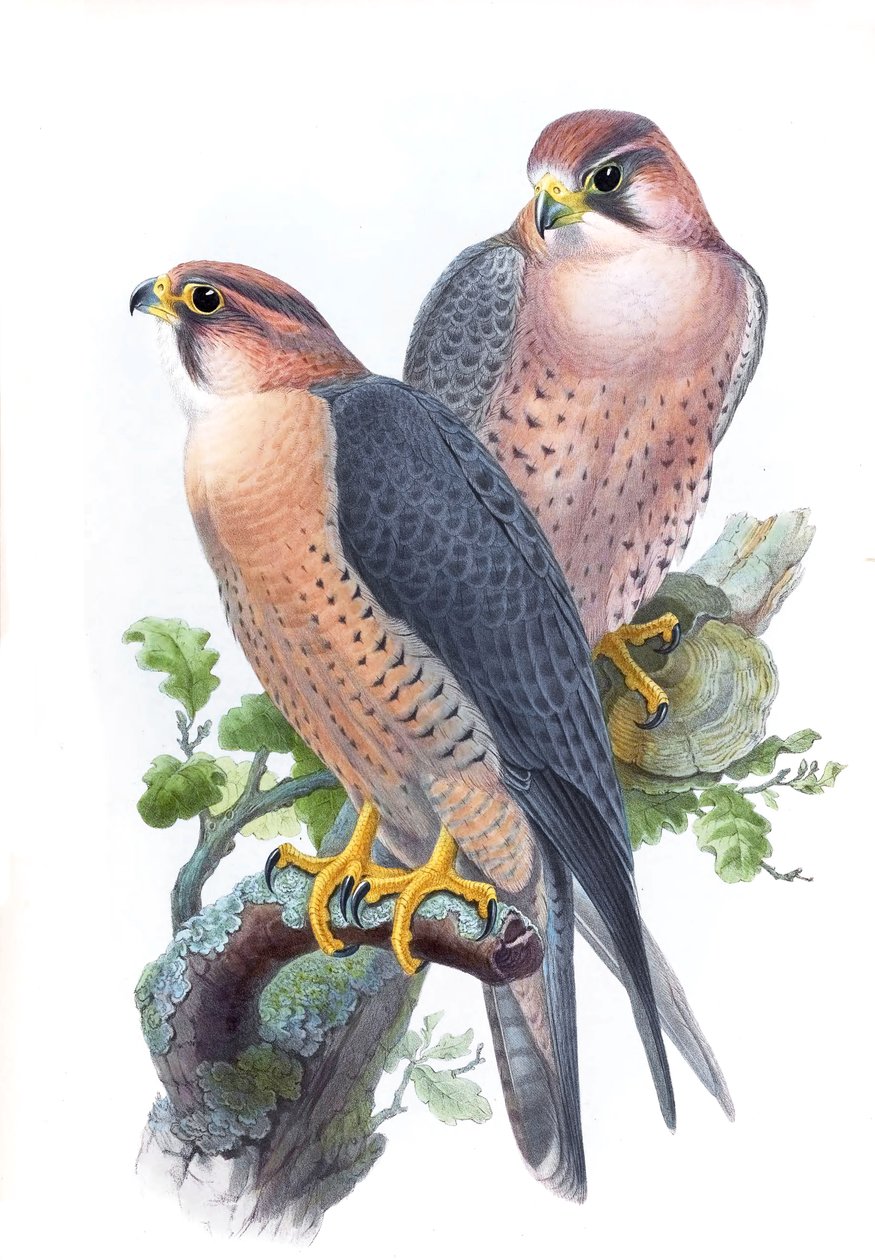 Falcão-peregrino, (Falcão-de-tampa-vermelha) Falco peregrinus babylonicus Sclater de John Gould