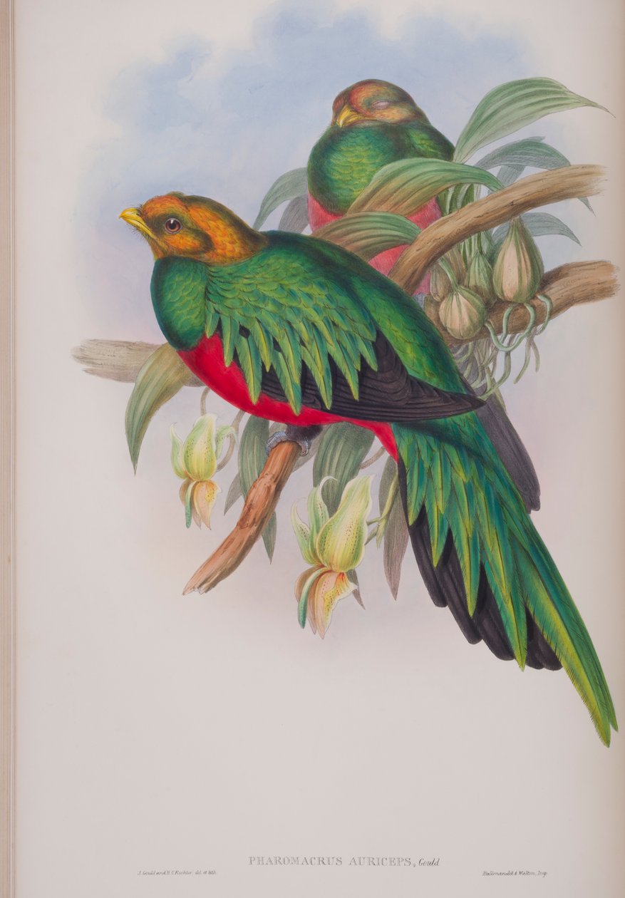 Pharomacrus Auriceps, prato de The Birds of Great Britain, de John Gould, publicado em 1862-73 (litho colorido à mão) de John Gould