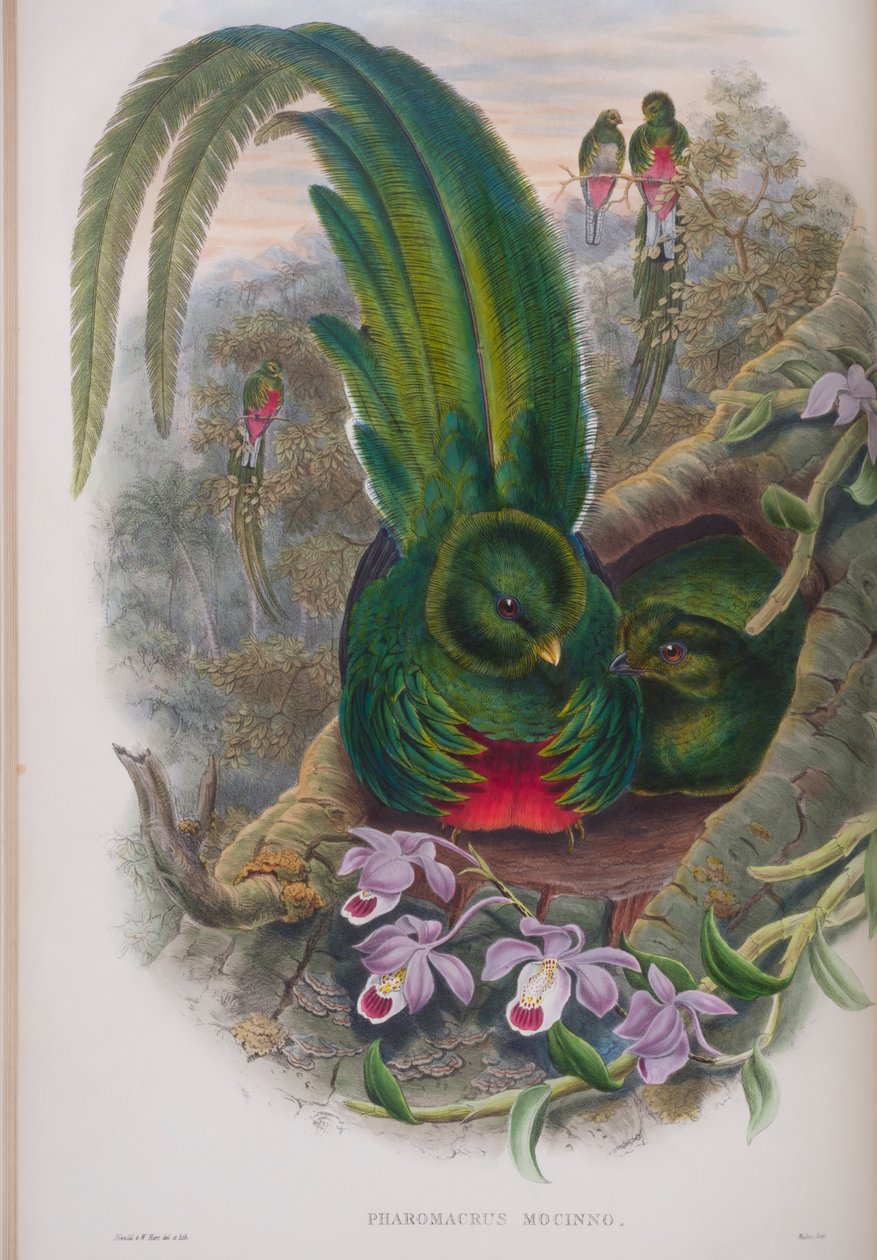 Pharomacrus Mocinno, prato de The Birds of Great Britain, de John Gould, publicado em 1862-73 (litografia colorida à mão) de John Gould