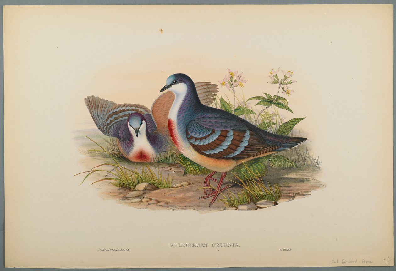Philogoenas Cruenta (cor litho em papel de wove) de John Gould