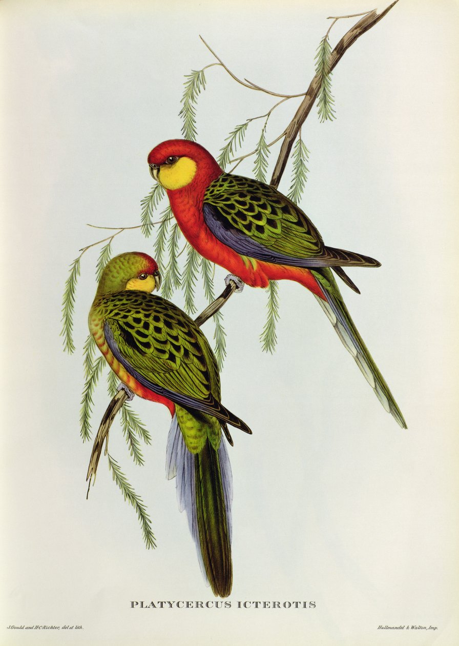 Platycercus Icterotis de John Gould