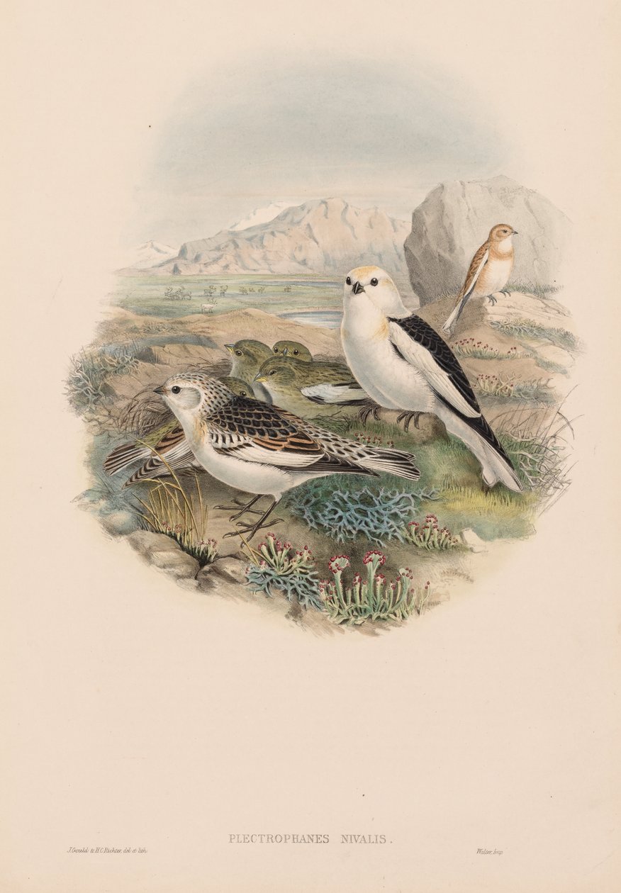 Plestrophanes Nivalis de John Gould