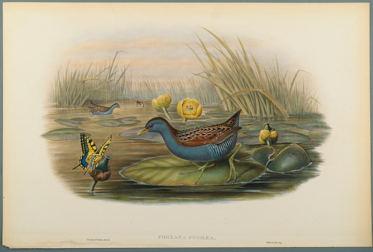 Porzana Pygmaea, guindaste de Baillons (litho da cor no papel de wove) de John Gould