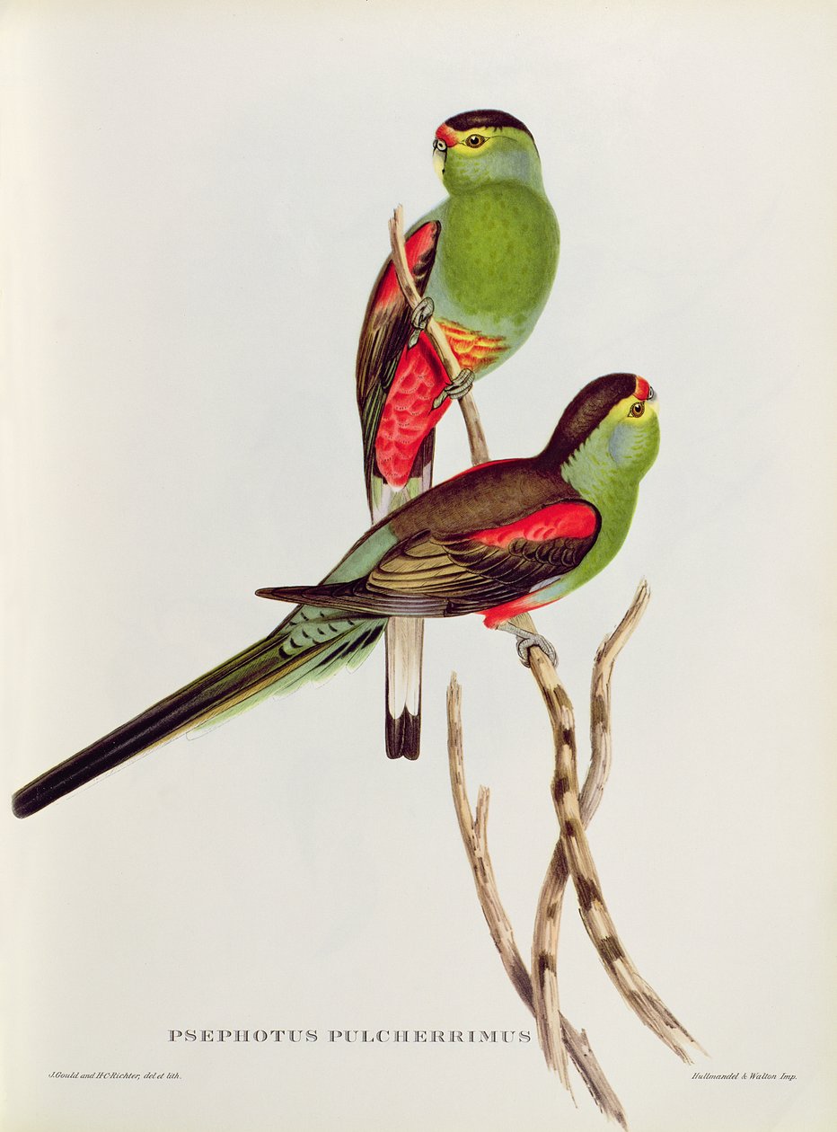 A mais bela Psephotus de John Gould