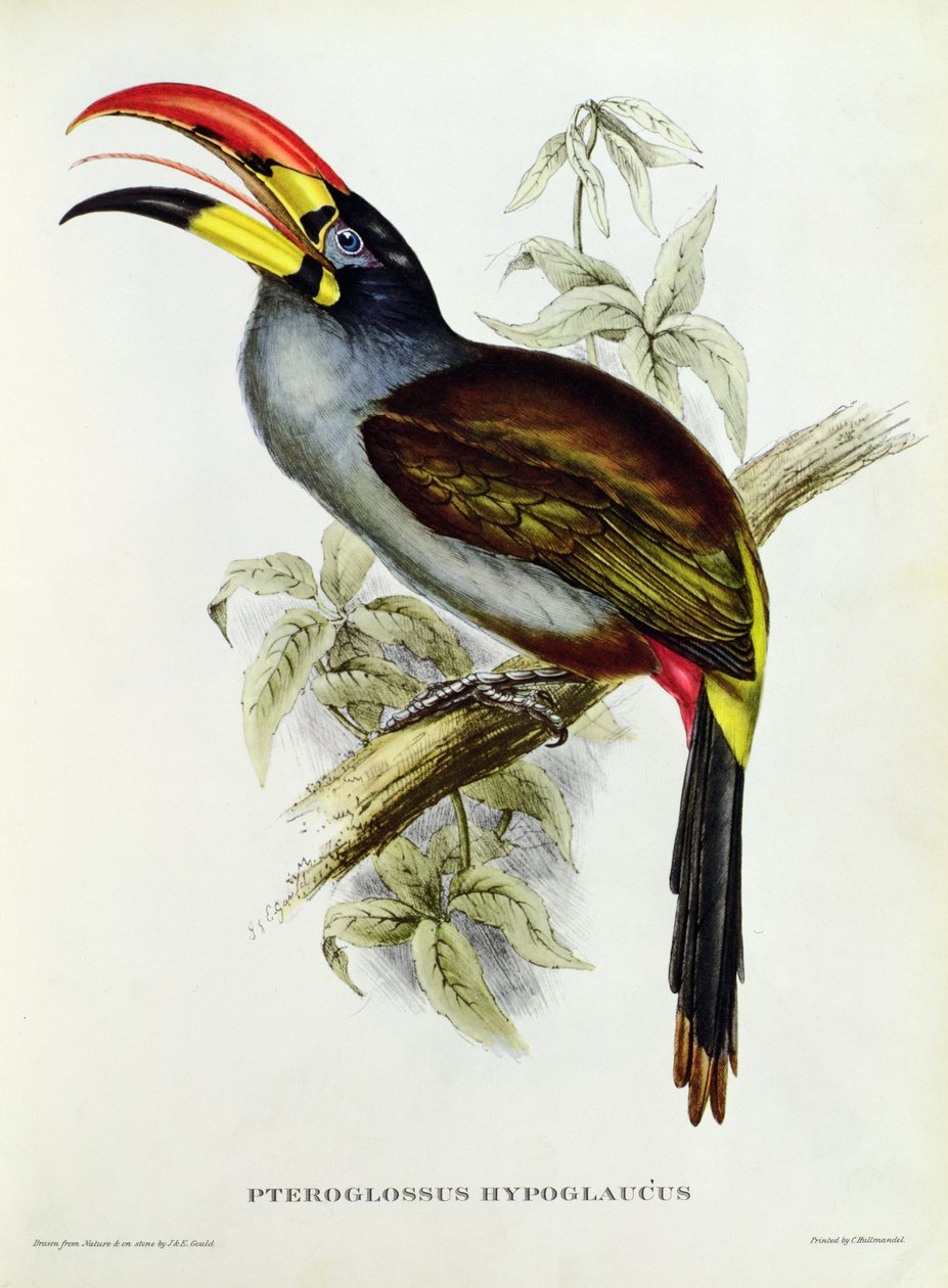 Pteroglossus Hypoglaucus de &39;Pássaros Tropicais&39; de John Gould