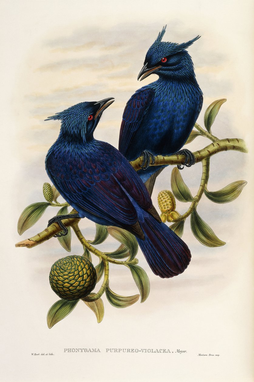 Manucode Roxo e Violeta de John Gould